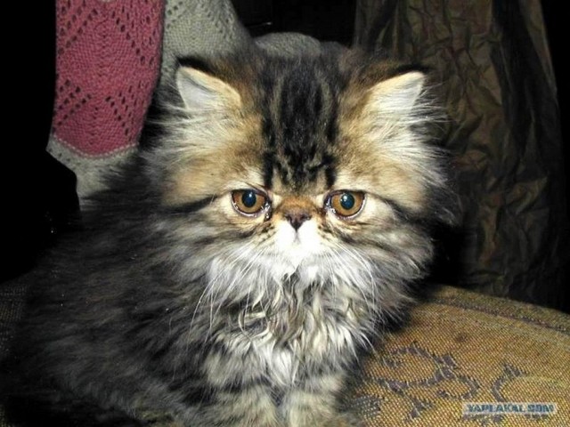 Котовторник объявляется открытым!