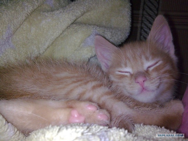 Десантный котовторник