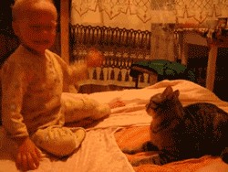 Молящийся кот
