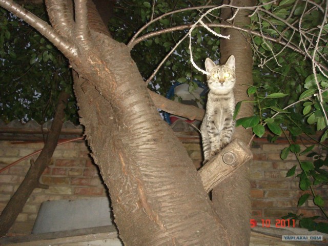 Кошкин дом.