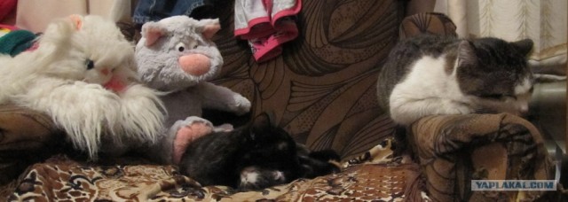 Котовторник 20.03.2012