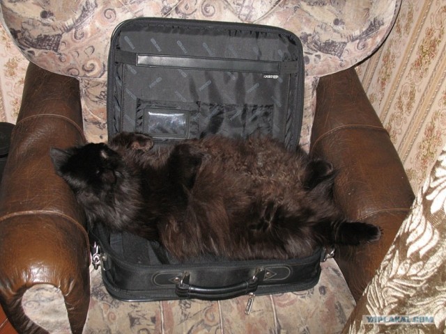 Котовторник 22.05.2012