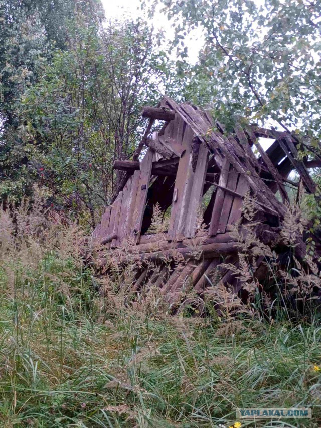 Вепсская тайга летом или Старый Бор