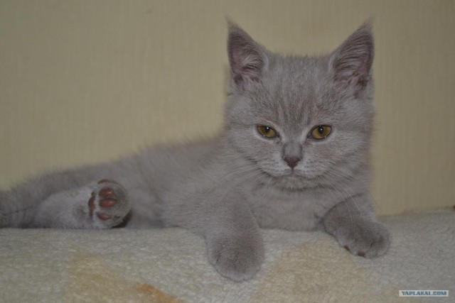 Котовторник  16.10.12