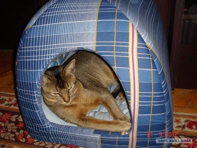 Котовторник 30.10.2012