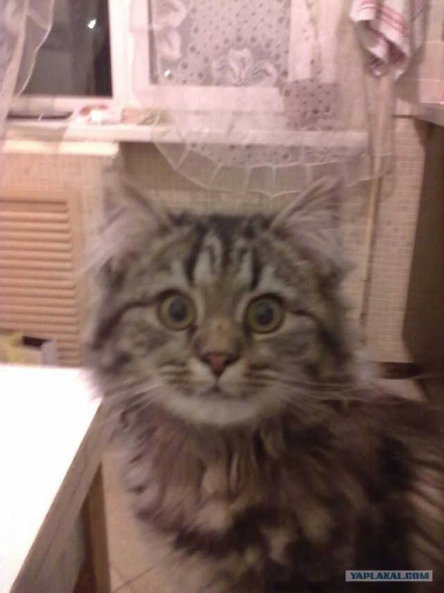 Котовторник 12.02.13