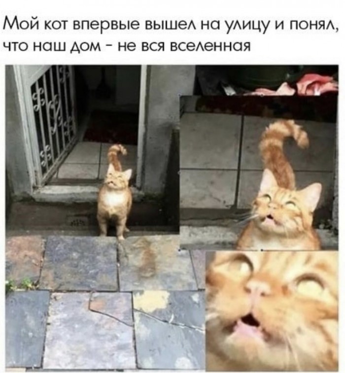 Картинки с надписями и анекдоты