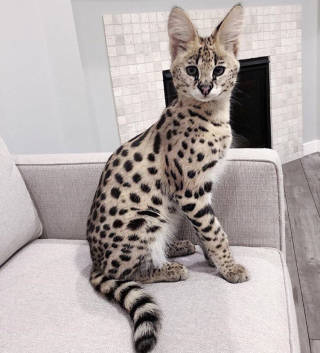 Дикий котовторник 16.07.19