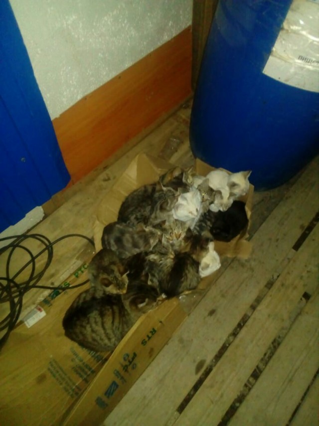 Забавные фото котеек