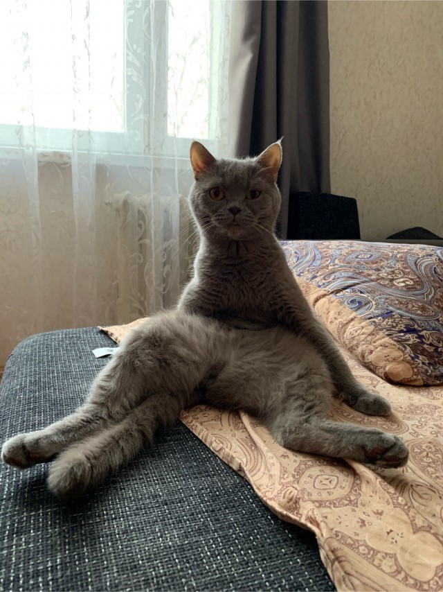 Шерстяные они такие