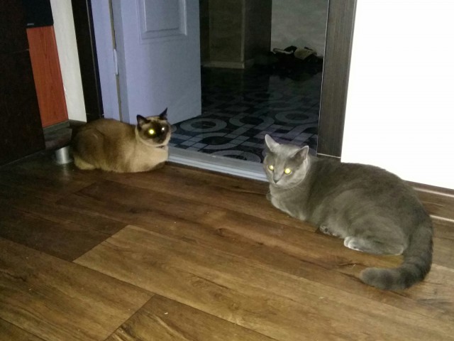 Коты, которые нас порадовали!