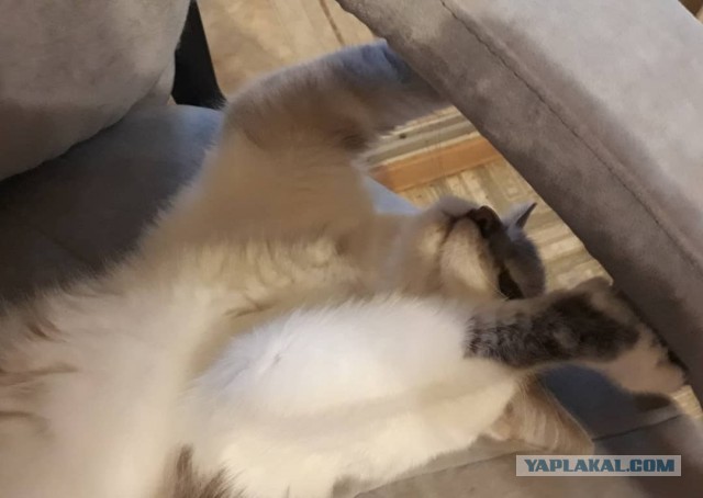 Коты, которые спят где попало и как попало