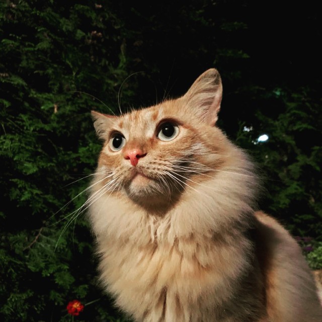Картинки на котовторник 1.09.20