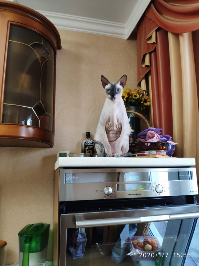 Котовторник 13.10.2020