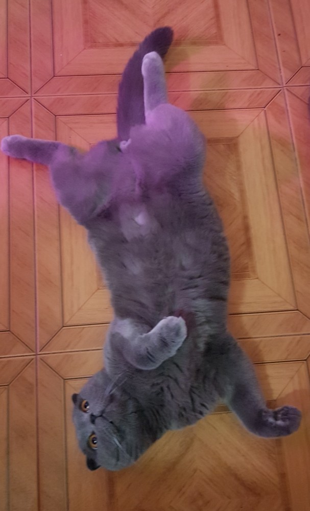 Надо своим котэ выписывать начать
