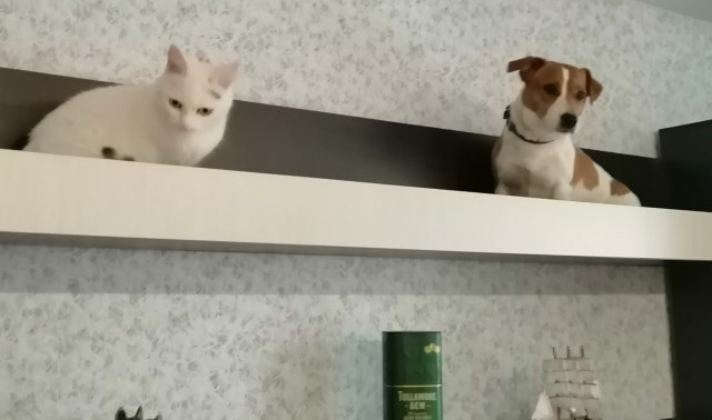 Банда