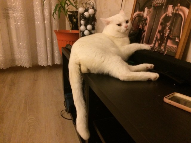 Котовторник 17.11.20