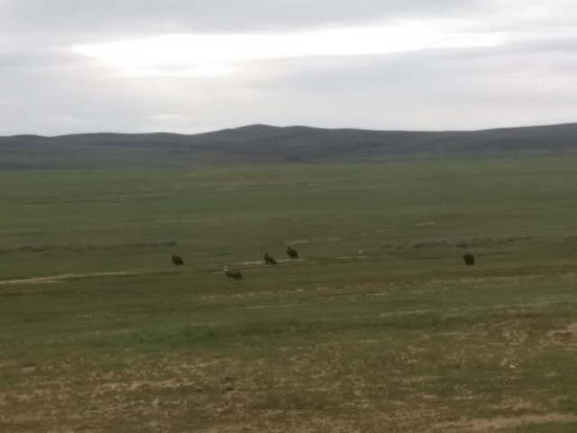 Моя Монголия ч.1