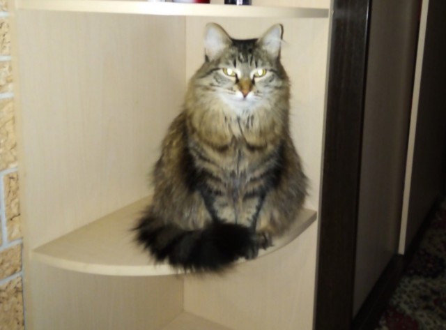 Кошки , кошечки, котяры 14.03.21