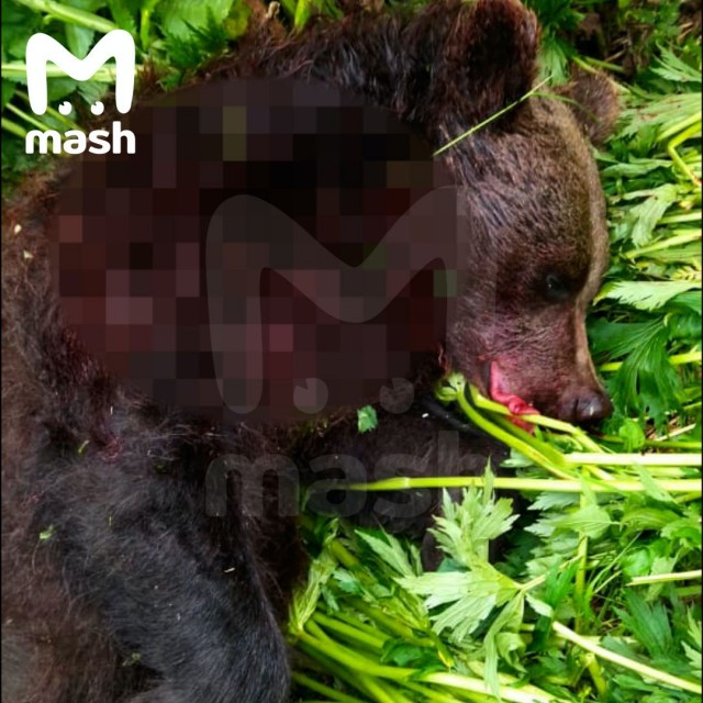 Медведя, который вчера загрыз человека в природном парке "Ергаки" в Красноярском крае, убили.
