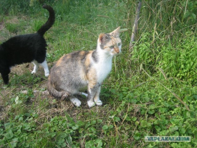Жизнь домашнего приюта для котеек 353