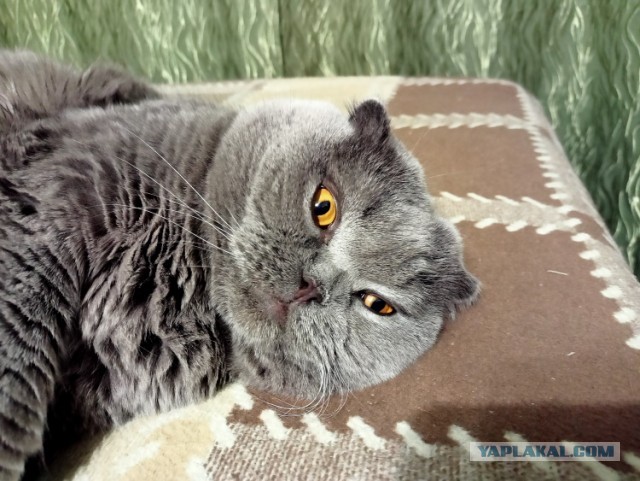 Кот требует открыть двери