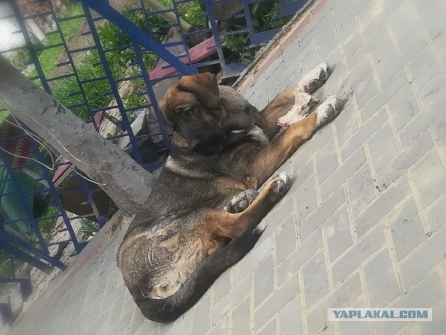Кавказская овчарка: Прекрасный пёс, которого я себе никогда не возьму и не посоветую другим