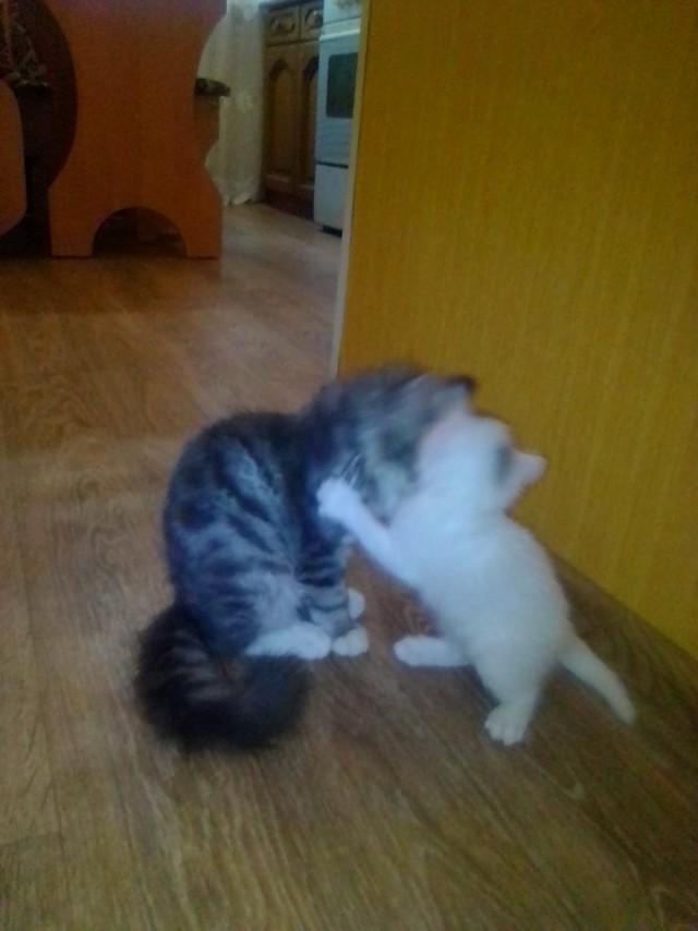 К котовторнику