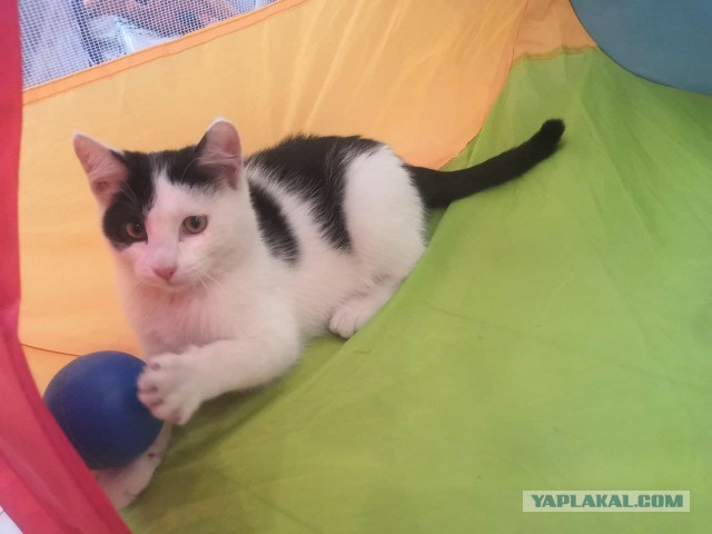 Отдам котят в хорошие руки (Новосибирск)