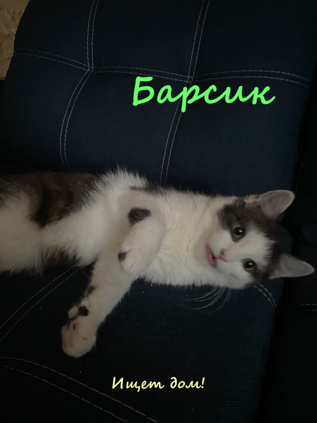 Жизнь домашнего приюта "Котоленд" 321
