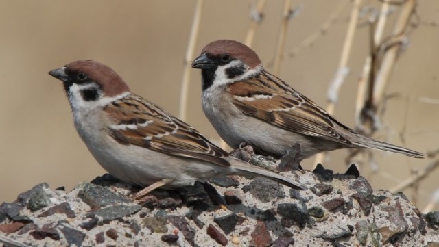 Самая известная птица - воробей