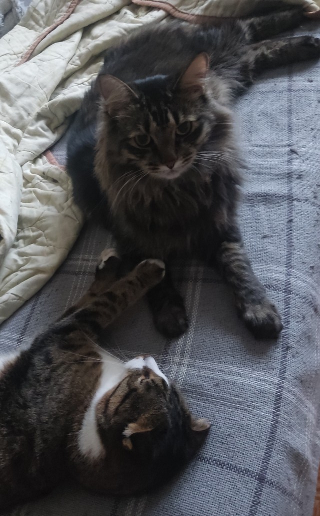 А это мой котан к котовторнику