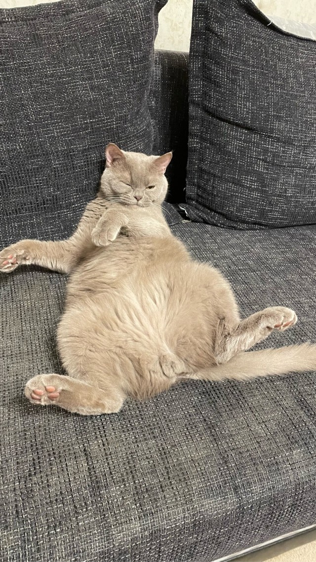 А вот и котовторник 24.05.2022