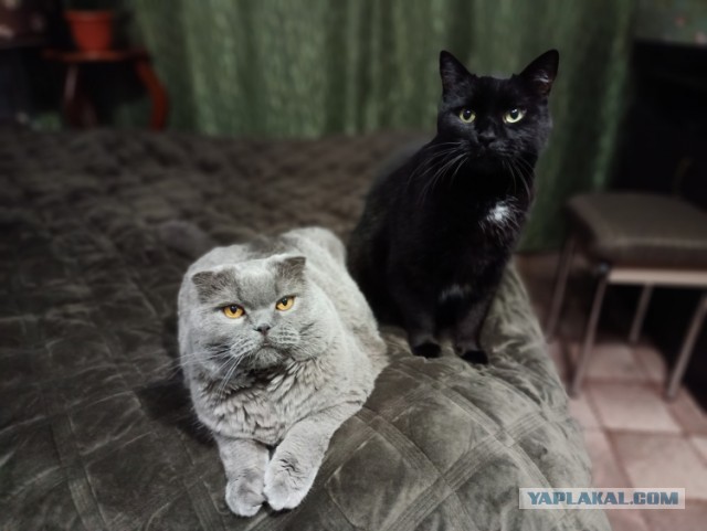 Начну котовторник чуть раньше!