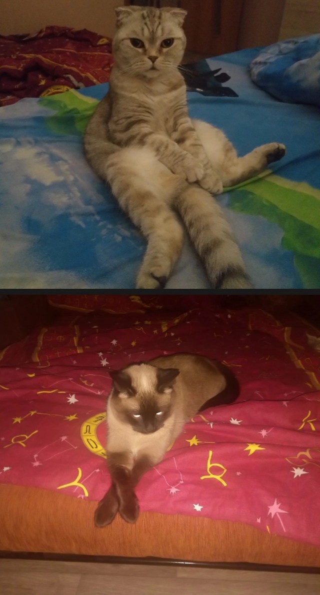 Начну котовторник чуть раньше!