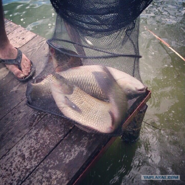 Моя первая рыбалка...