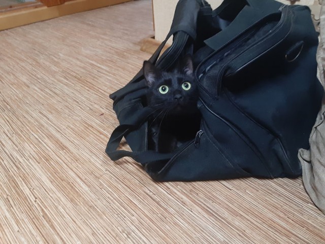 Котовторник 18.10.22