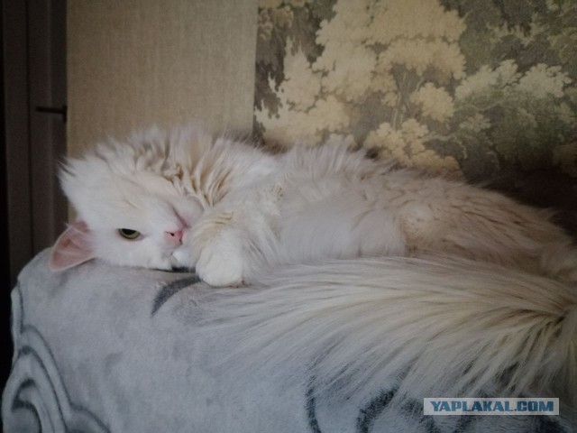 Вторник, сэр кот