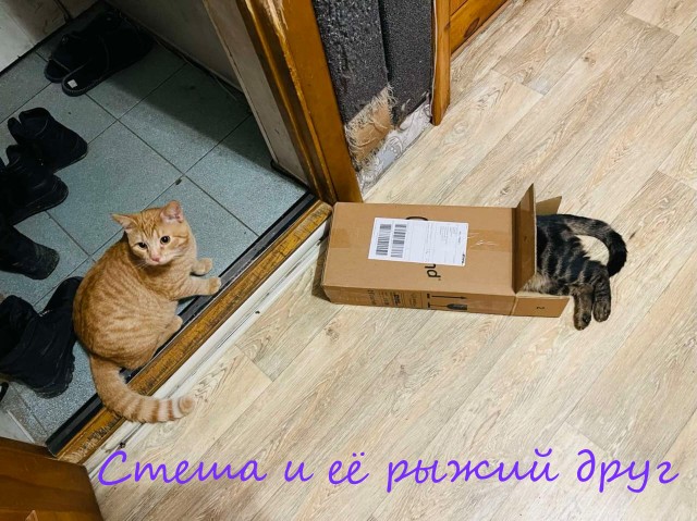 Жизнь домашнего приюта "Котоленд" 370