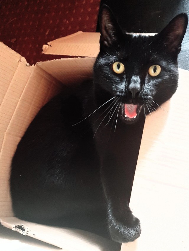 Коточетверг!