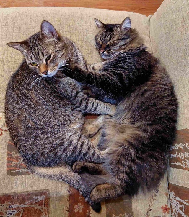 Котовторнику посвящается