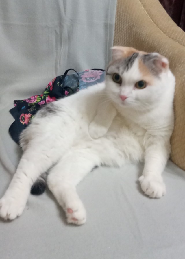 Котовторник! 16+ Коллеги-рабы, отмечаемся, у кого хозяину много лет!