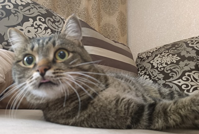 Не только котовторник, а еще и Всемирный день кошек!