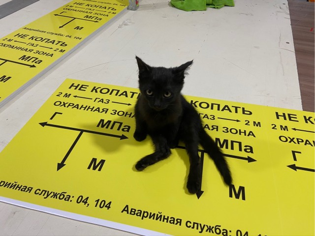 Коты на производстве