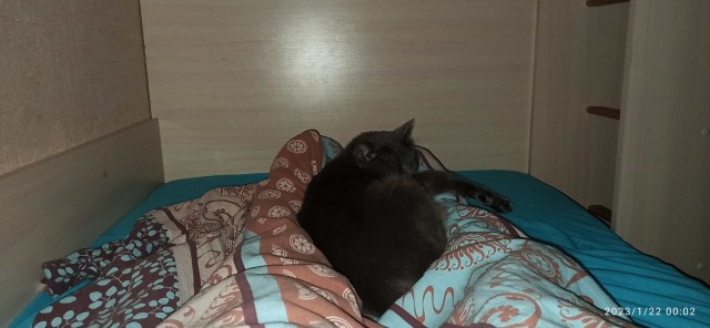 Позы для сна у кошек - что они означают?