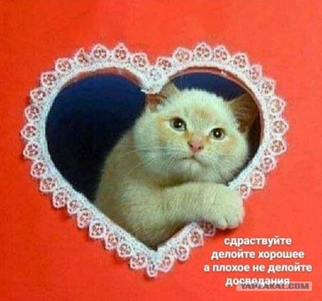 Каких людей кошки любят больше всего: 3 главные причины