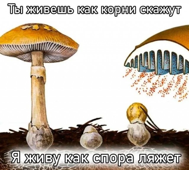 Приколы для настроения