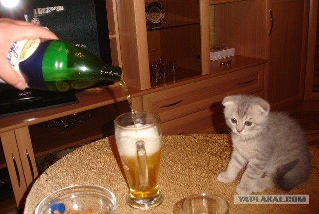 Котовторник  07.05.2013