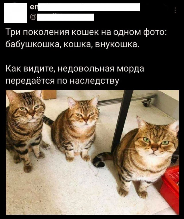 Юмор в картинках и без