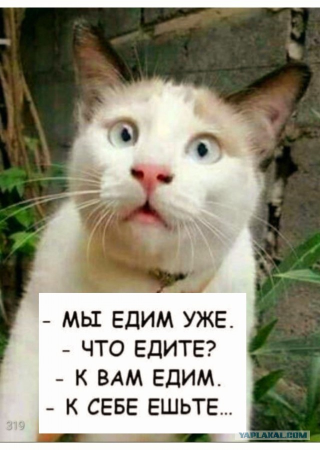 "Тормозок один на всех, к моему салу никто не равнодушен"